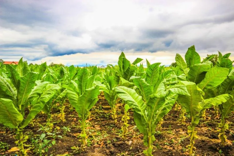 Ile tytoniu możesz zabrać przy wjeździe z Polski do Niemiec?